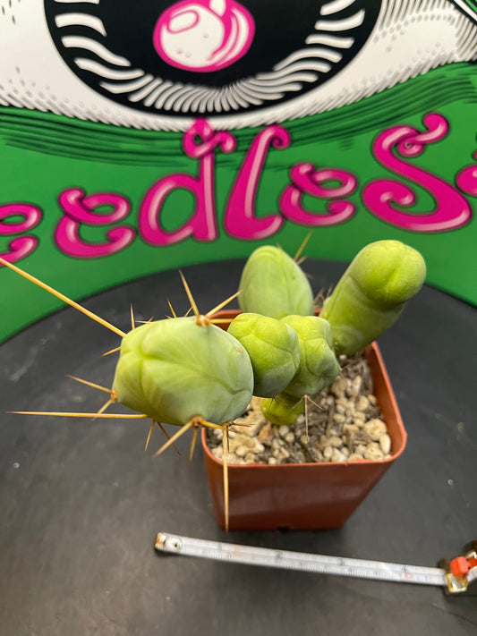 Trichocereus Bridgesii monstrose