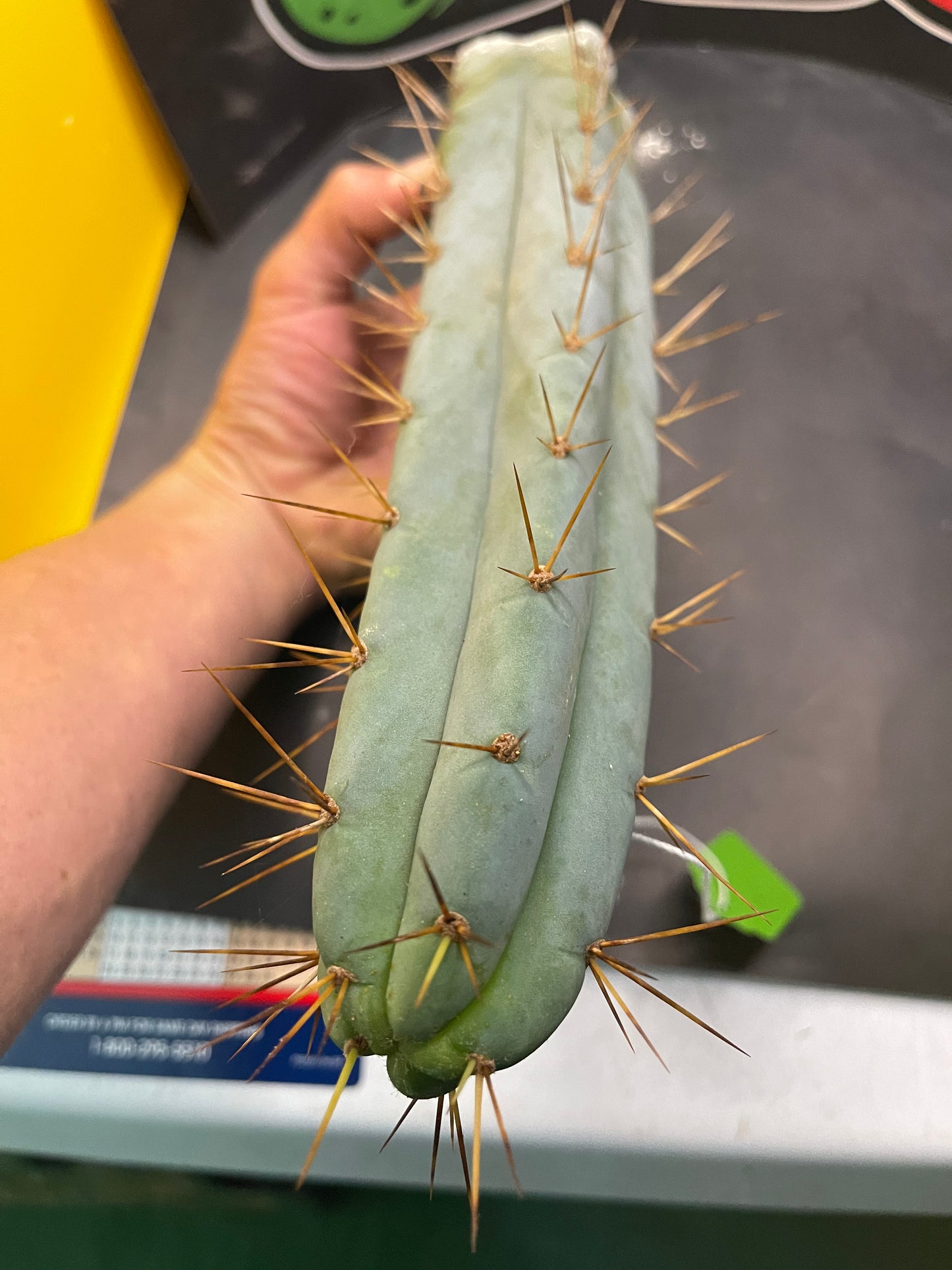 Bridgesii - San Pedro cactus (spicy🌶️)