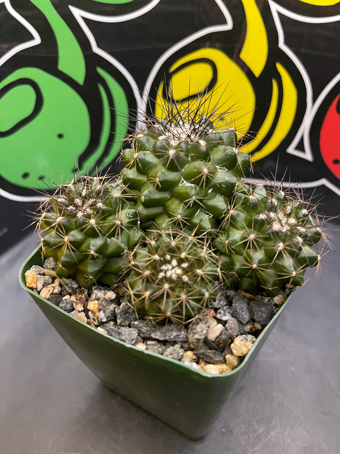 Copiapoa !