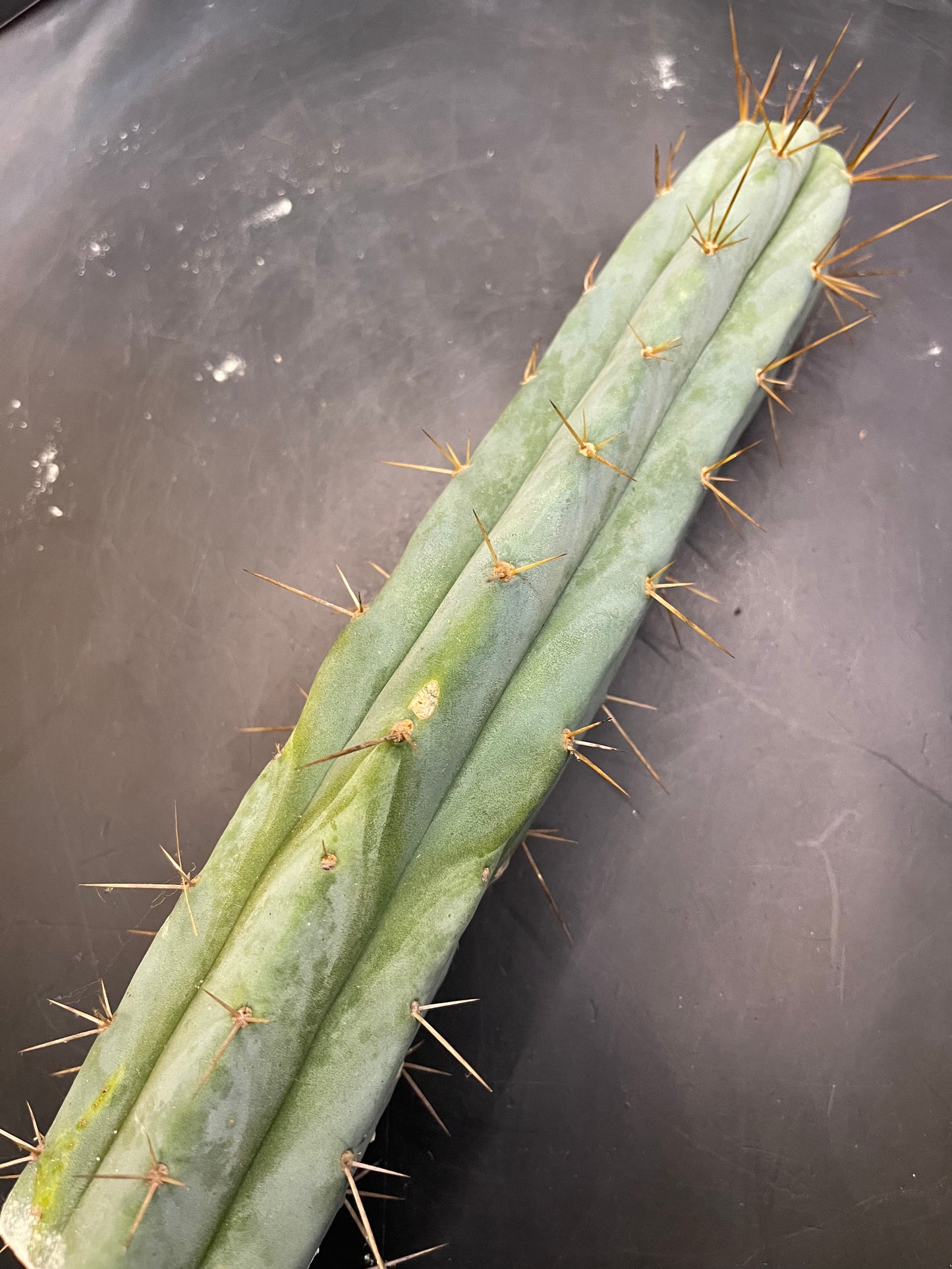 CACTUS - Trichocereus