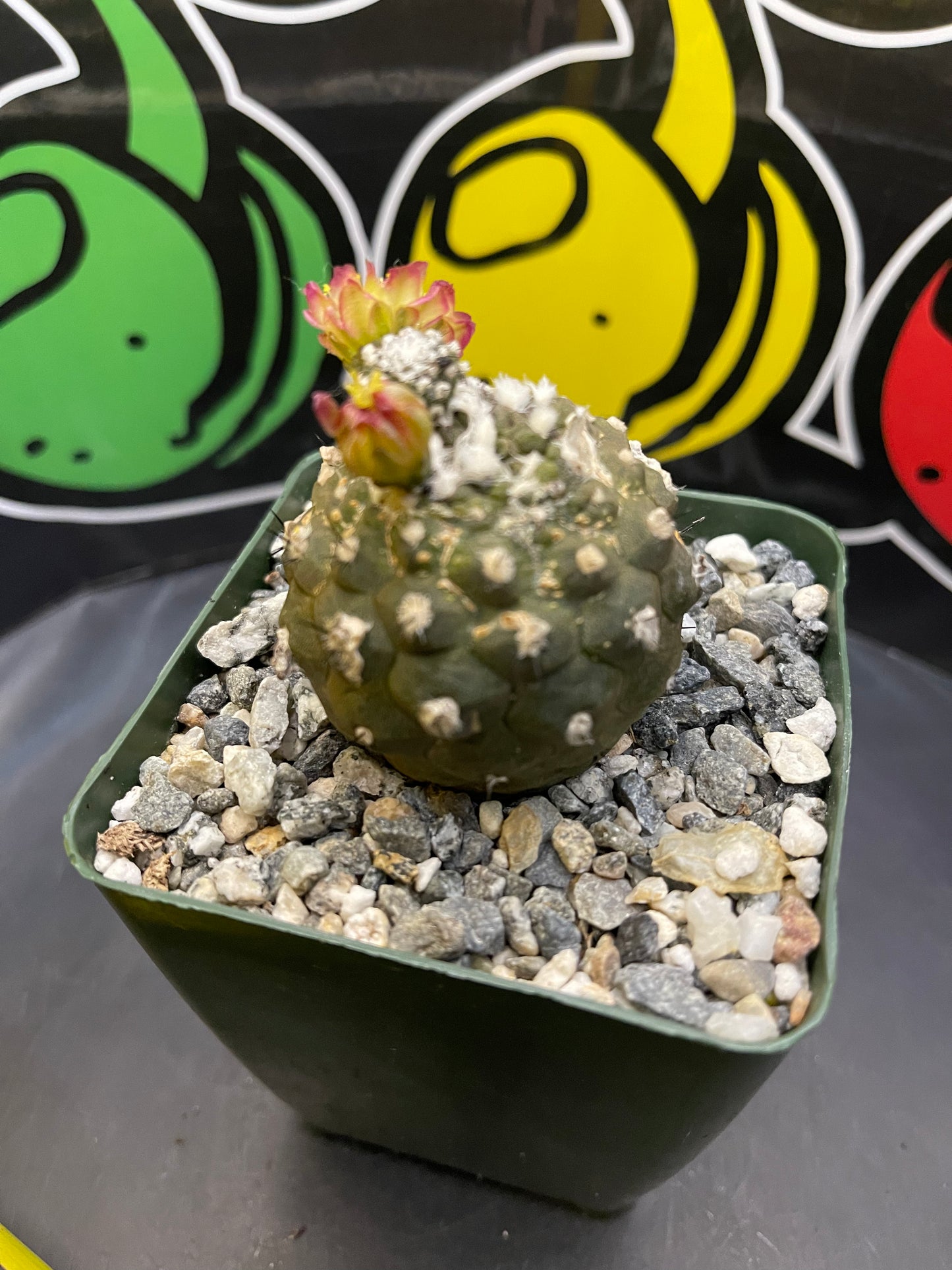 Blooming copiapoa