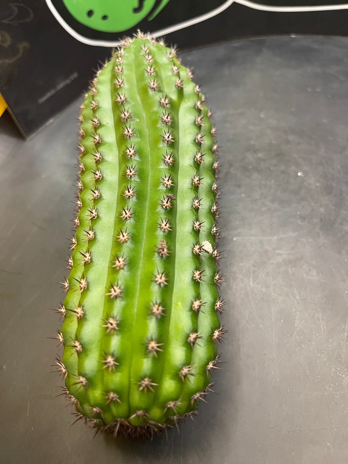 Trichocereus brevispinulosus