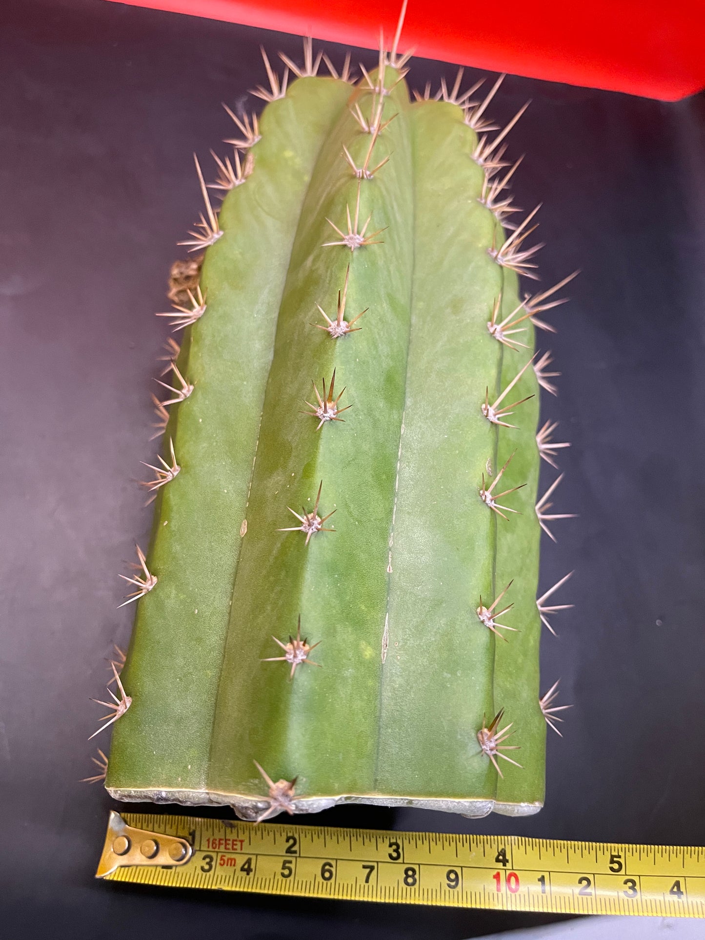 4.5” thick cactus !!!! - CACTO HEBRIDO-