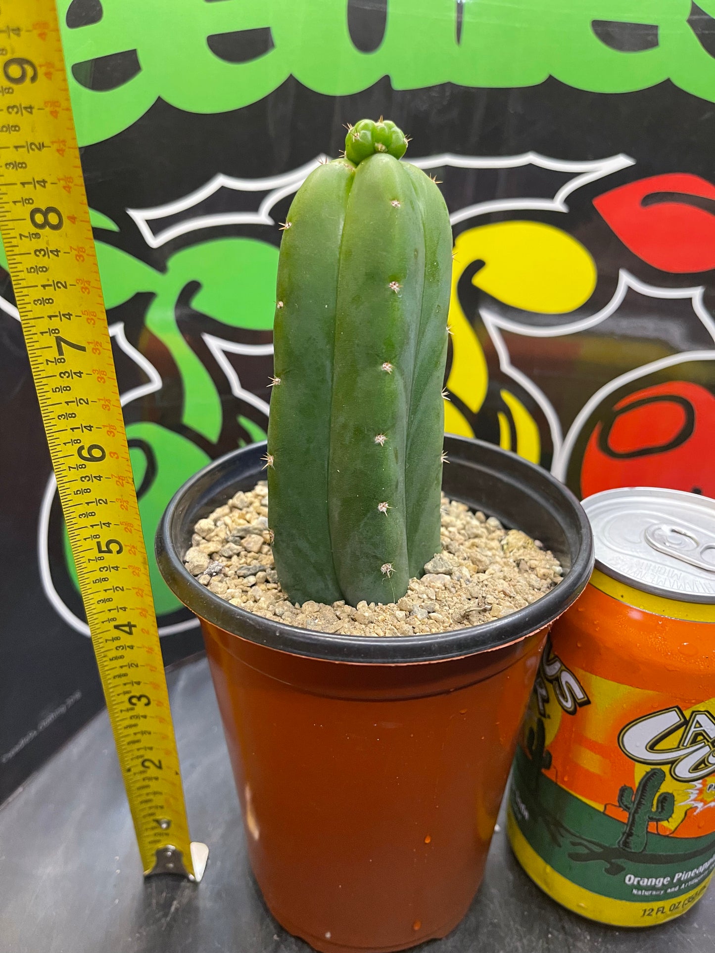 San Pedro cactus !