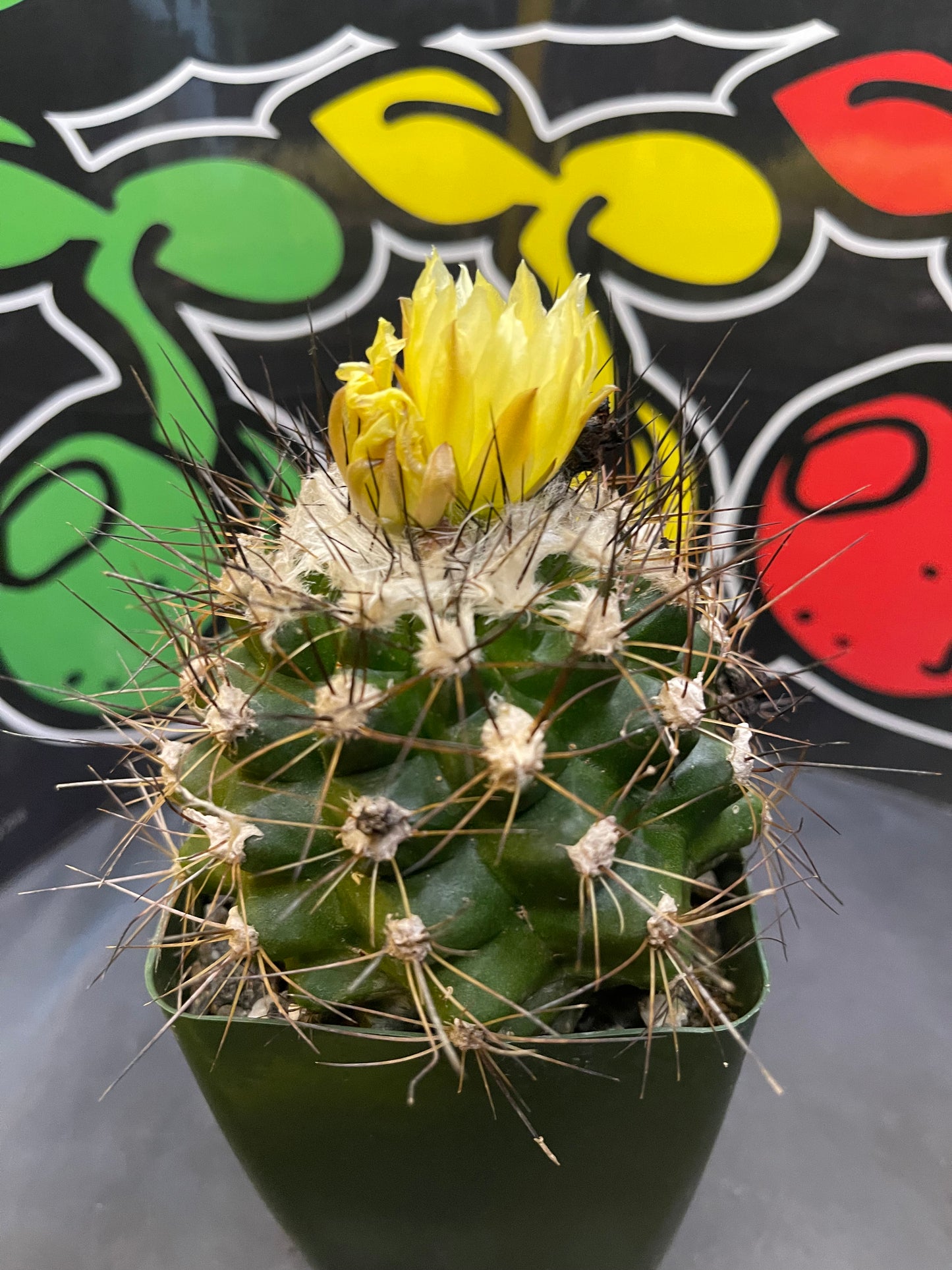 Flowering copiapoa