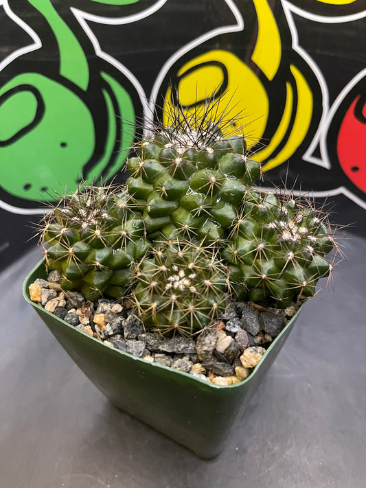 Copiapoa !