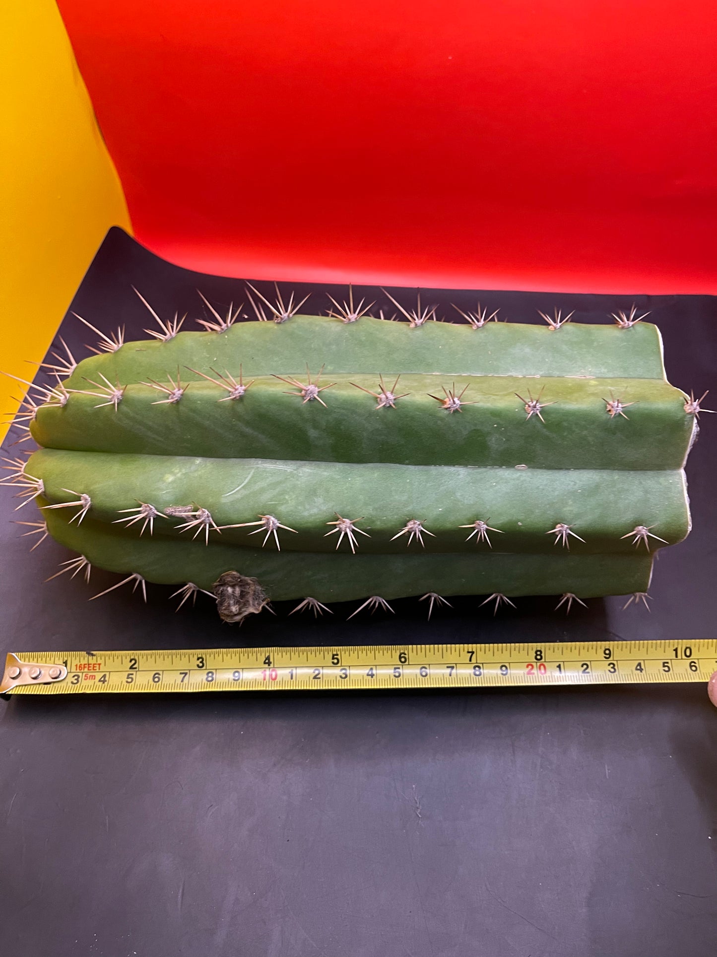 4.5” thick cactus !!!! - CACTO HEBRIDO-