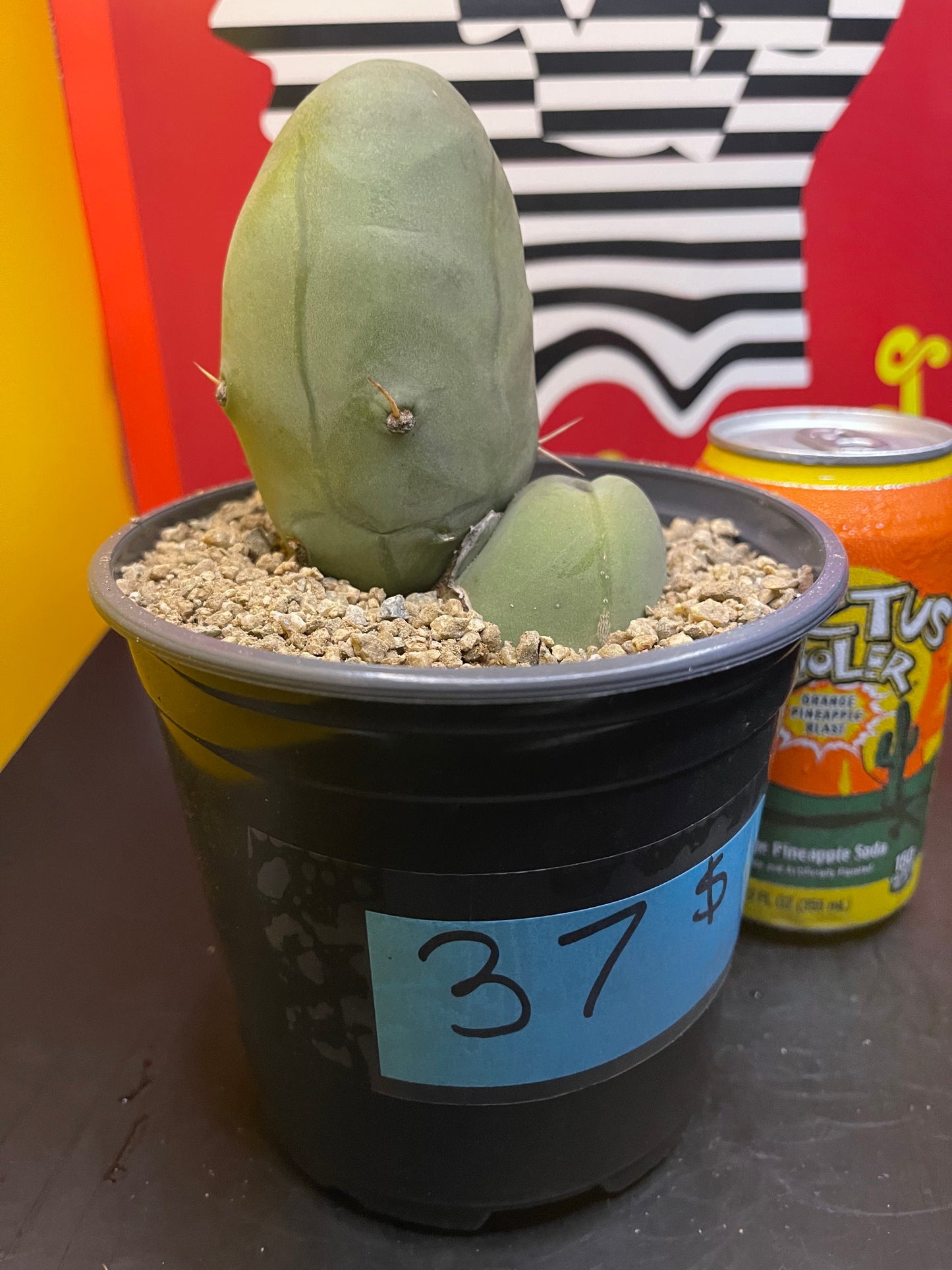 TRICHOCEREUS B MONSTROSE !