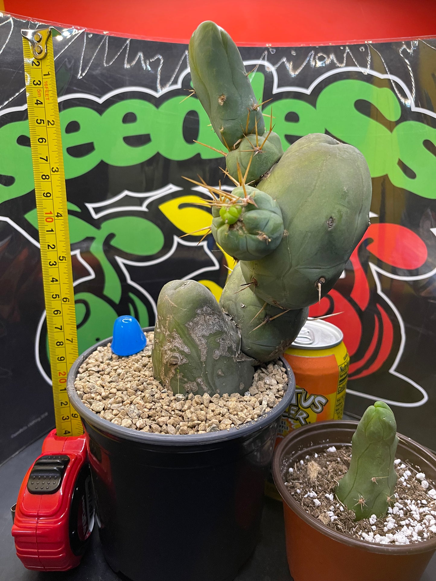 Tbm !!!! PENISCACTUS !