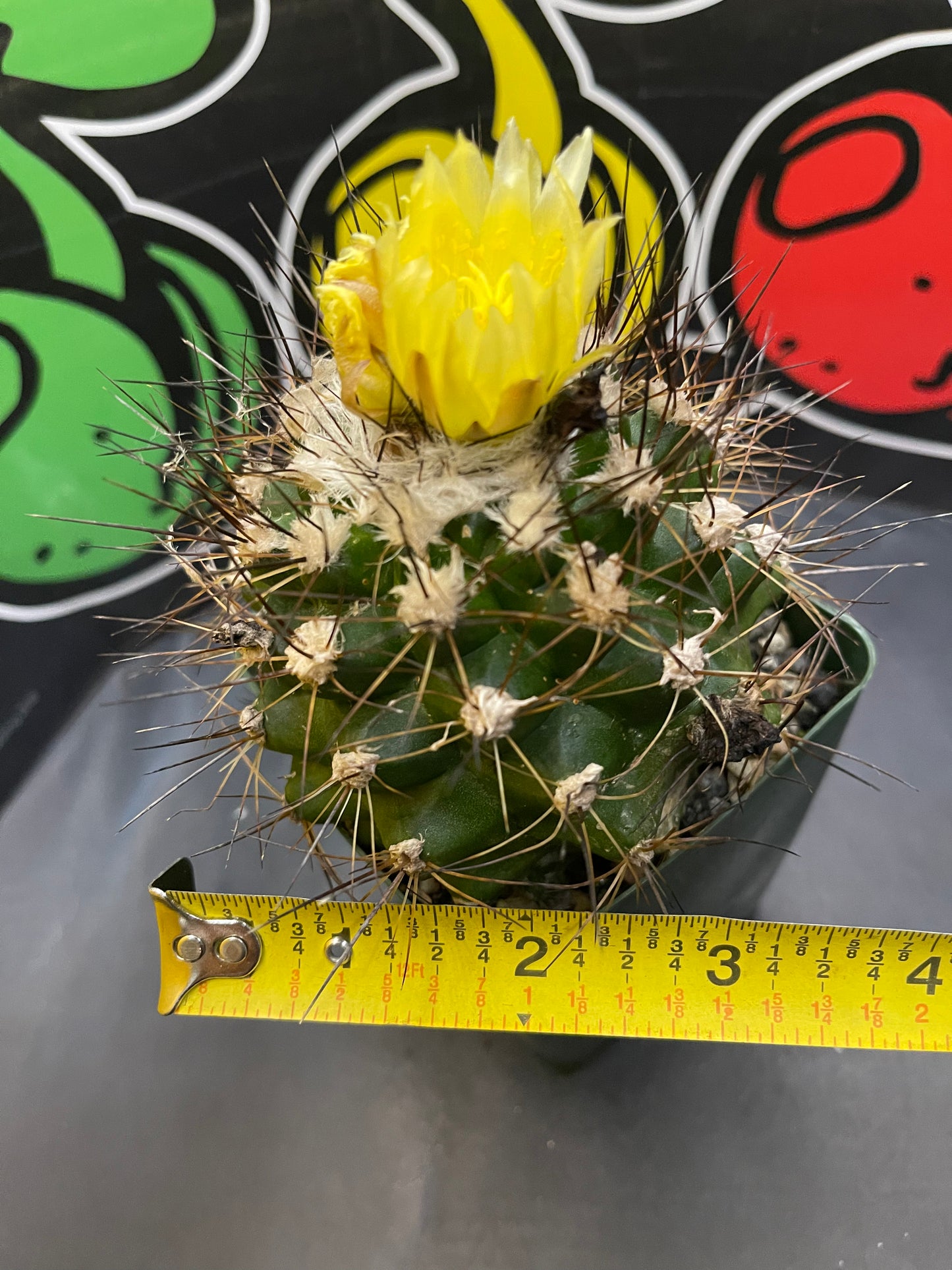 Flowering copiapoa