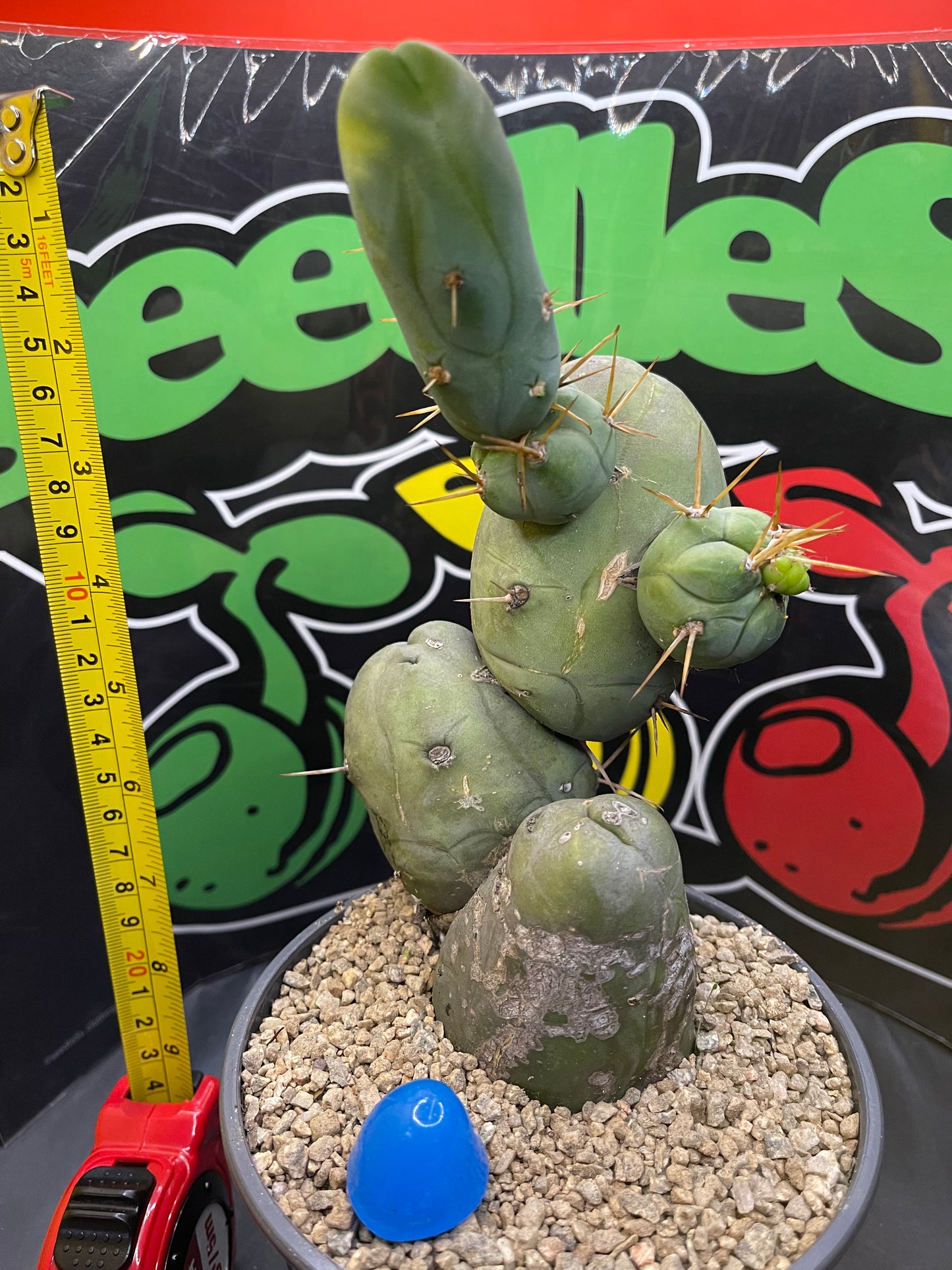 Tbm !!!! PENISCACTUS !