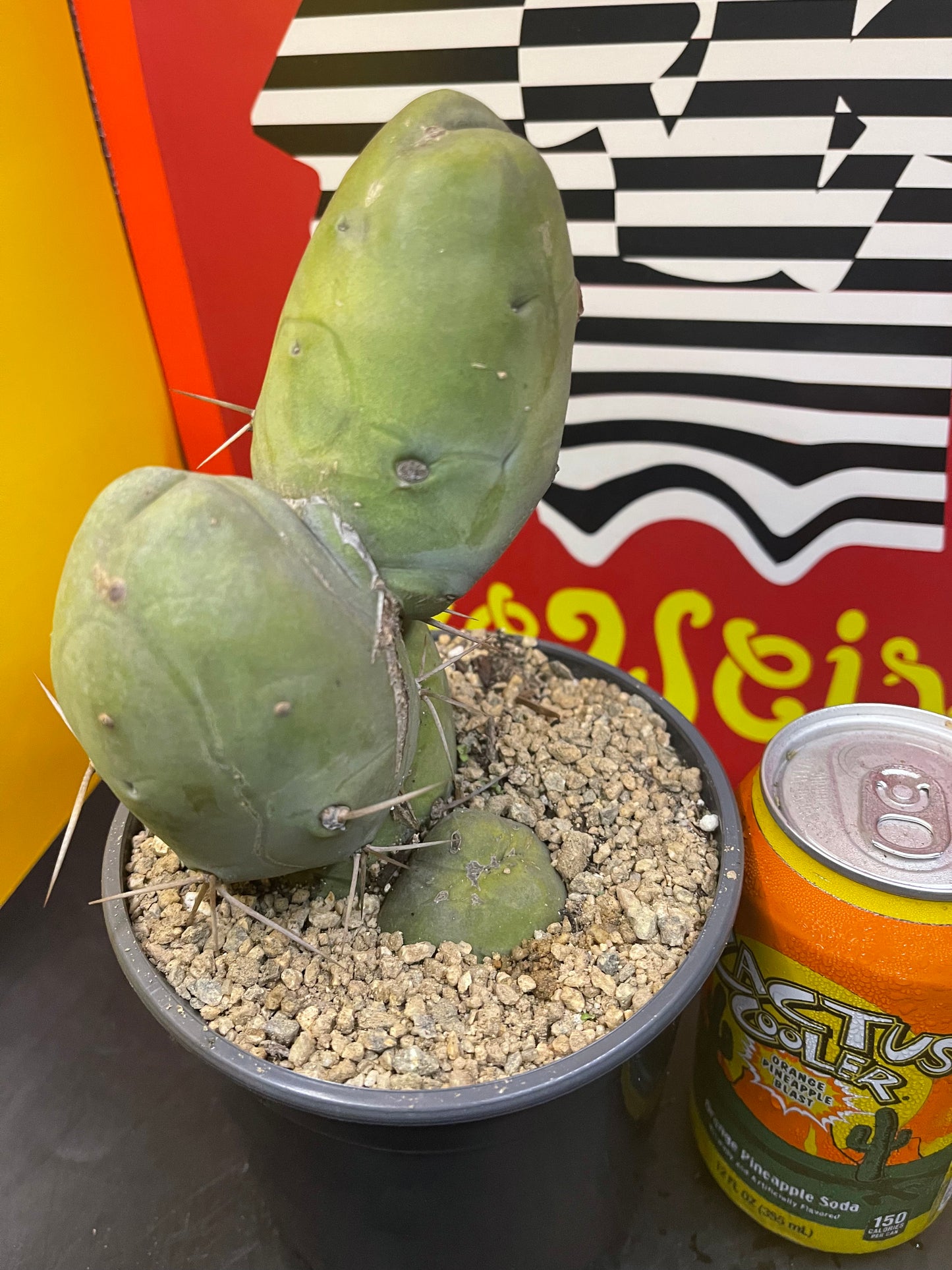 T-(trichocereus) B-(Bridgesii) M-(Monstrose)