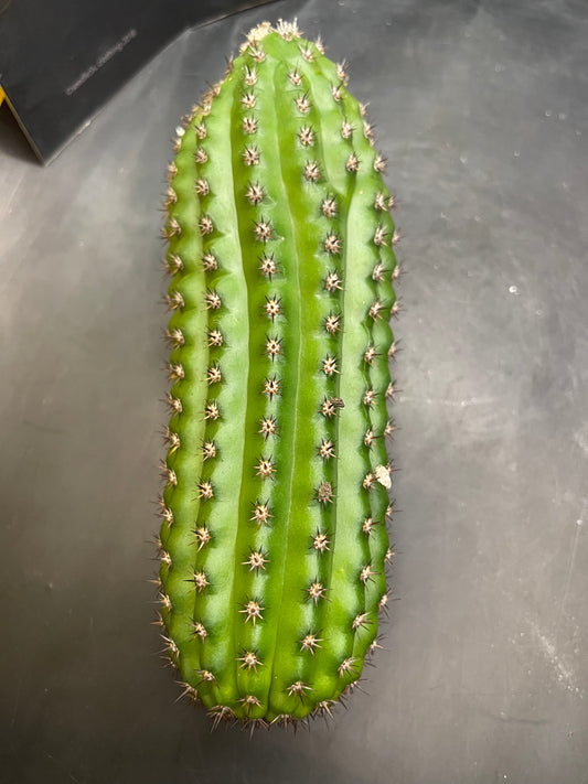 Trichocereus brevispinulosus