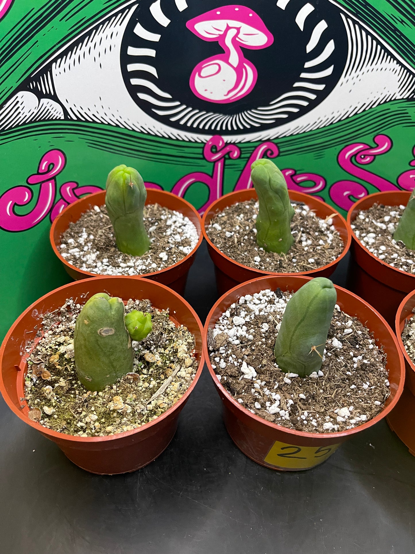 Tbm ! 4” pot