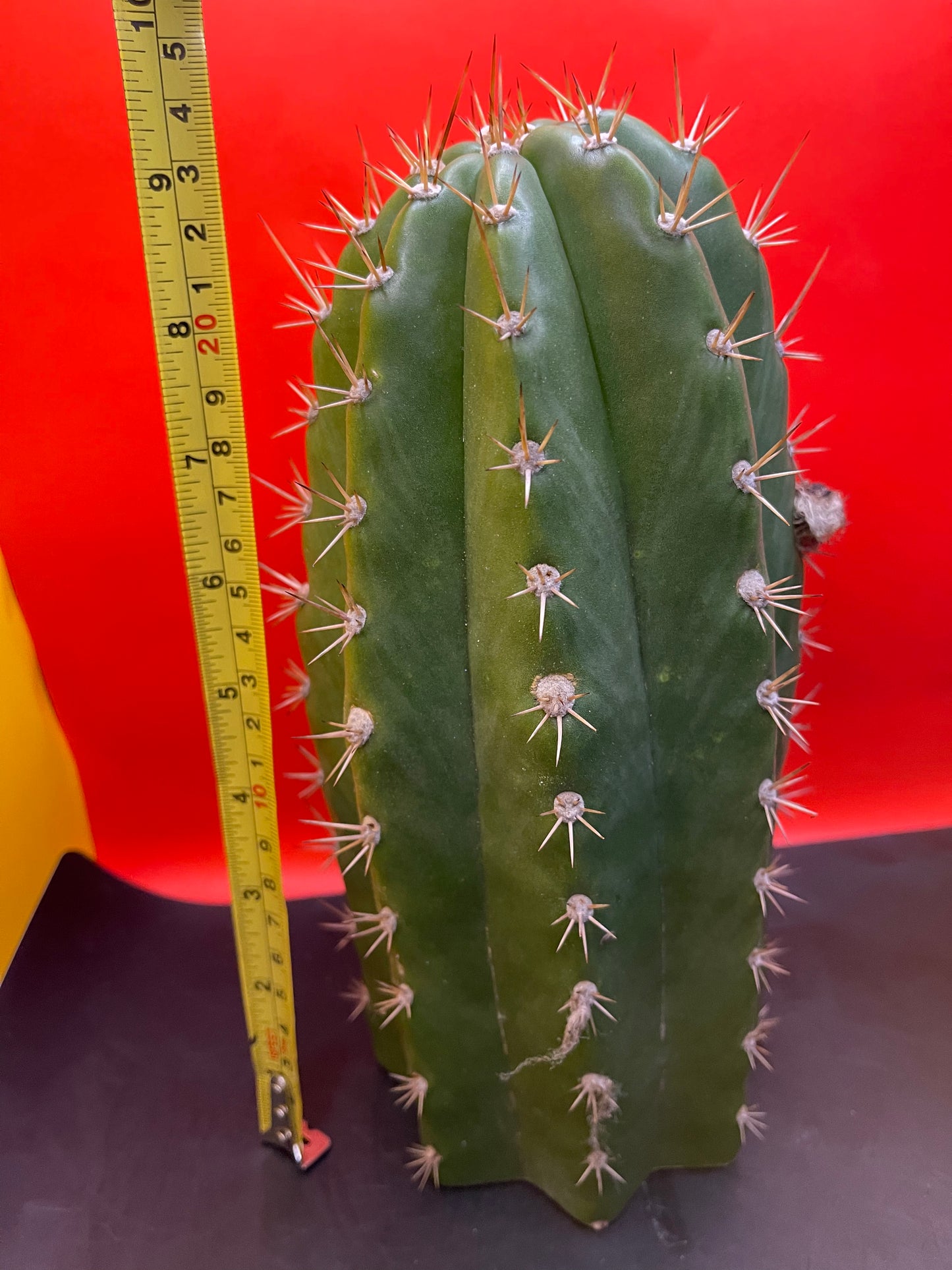 4.5” thick cactus !!!! - CACTO HEBRIDO-